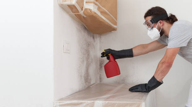 Professional Basement Mold Remediation technician working in Gill, CO