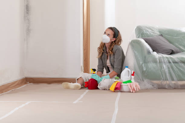 Reliable Basement Mold Remediation contractor in Gill, CO by WQB Mold Removal