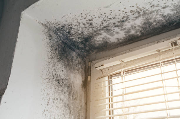 Affordable Basement Mold Remediation solutions in Gill, CO