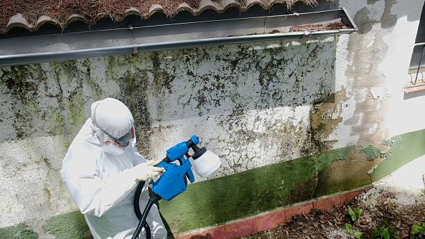 Top rated local Basement Mold Remediation specialists in Gill, CO